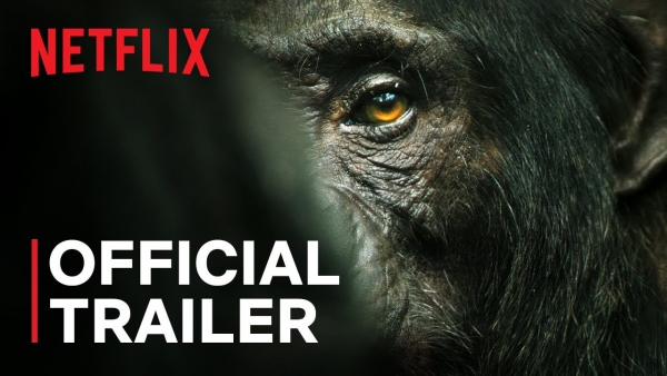 'Chimp Empire' onderweg naar Netflix